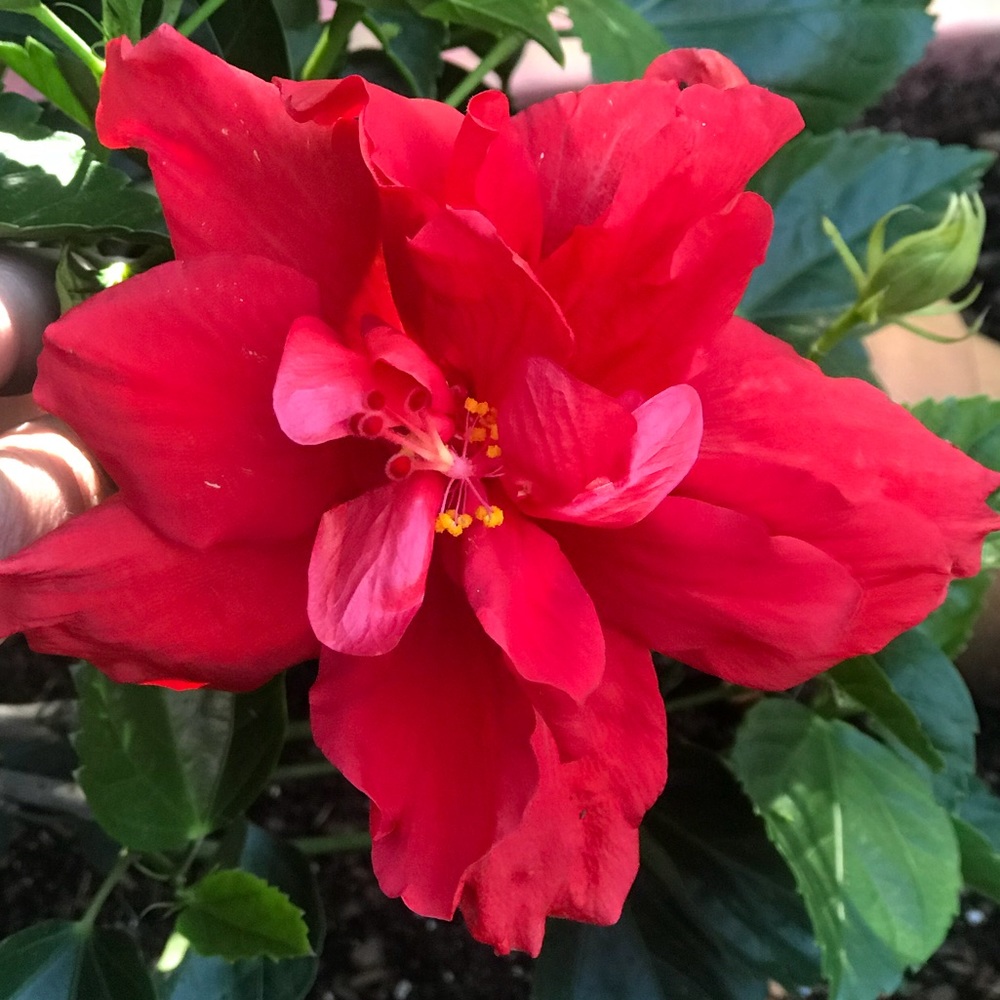 Meet your Posher, Kris